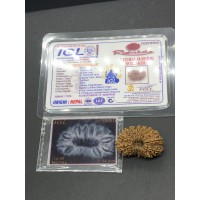 18 Mukhi Nepal Rudraksha Eighteen Face 31.54mm 4.63 GMS