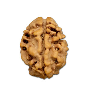 2 Mukhi Nepal Rudraksha
