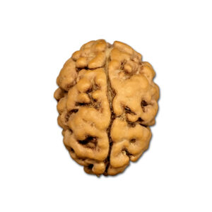 2 Mukhi Nepal Rudraksha