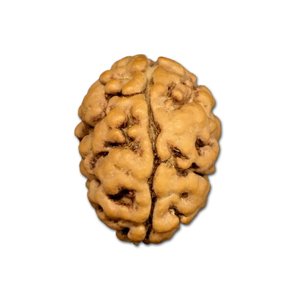 2 Mukhi Nepal Rudraksha