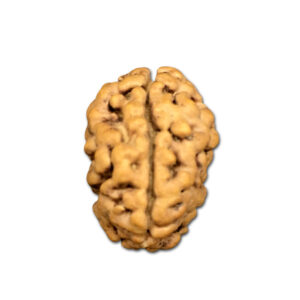 2 Mukhi Nepal Rudraksha