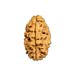 2 Mukhi Nepal Rudraksha