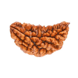 1 Mukhi Indian Rudraksha Small