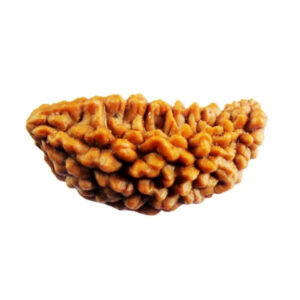 1 Mukhi Indian Rudraksha Medium