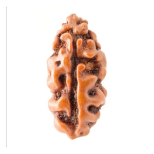 1 Mukhi Indonesian Rudraksha Medium