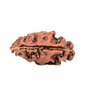 1 Mukhi Indonesian Rudraksha Large
