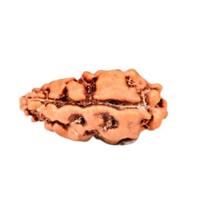 1 Mukhi Indonesian Rudraksha Small