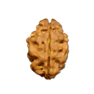 2 Mukhi Nepal Rudraksha