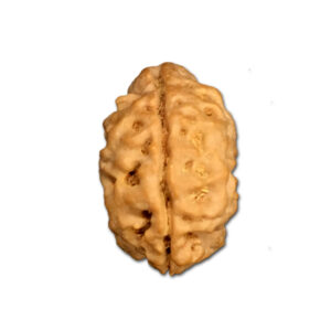 2 Mukhi Nepal Rudraksha