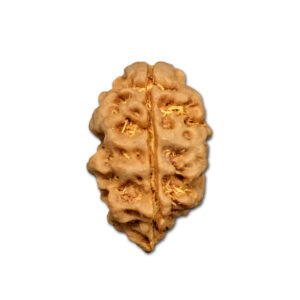 2 Mukhi Nepal Rudraksha