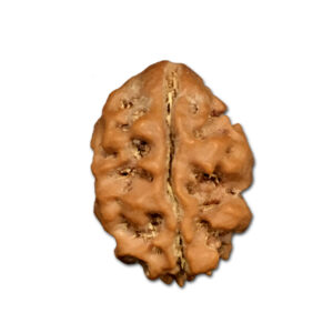 2 Mukhi Nepal Rudraksha