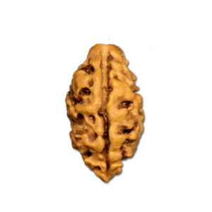 2 Mukhi Nepal Rudraksha