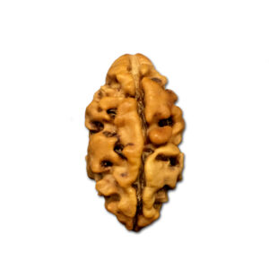 2 Mukhi Nepal Rudraksha