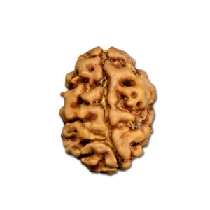 2 Mukhi Nepal Rudraksha