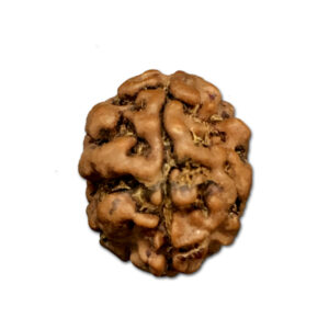 2 Mukhi Nepal Rudraksha