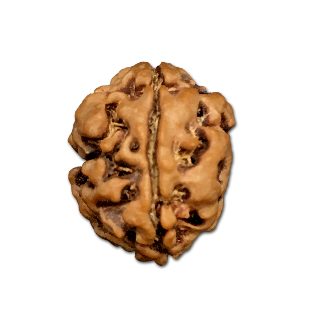 2 Mukhi Nepal Rudraksha