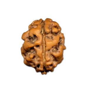 2 Mukhi Nepal Rudraksha