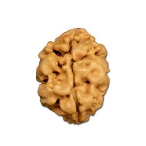 2 Mukhi Nepal Rudraksha