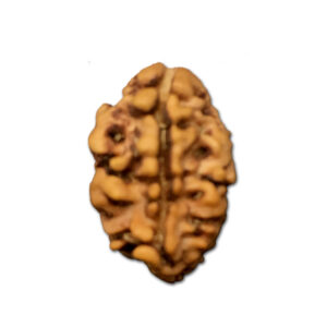 2 Mukhi Nepal Rudraksha