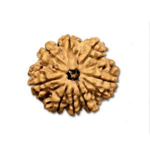 8 Mukhi Nepal Rudraksha|25.69mm|3.90gms