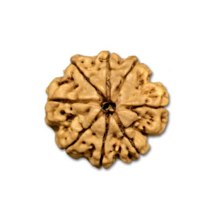 8 Mukhi Nepal Rudraksha|24.80mm|4.31gms