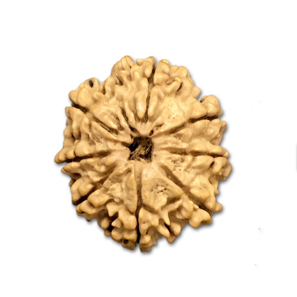 8 Mukhi Nepal Rudraksha|26.41mm|4.00gms