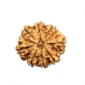 8 Mukhi Nepal Rudraksha|25.95mm|4.01gms