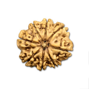 8 Mukhi Nepal Rudraksha|24.61mm|3.75gms