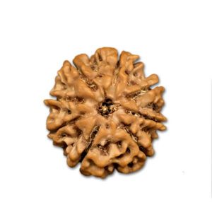 8 Mukhi Nepal Rudraksha|24.14mm|4.30gms