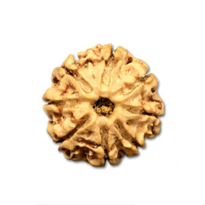 8 Mukhi Nepal Rudraksha|23.96mm|4.21gms