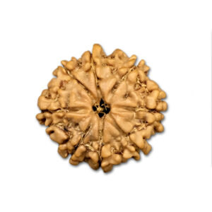 8 Mukhi Nepal Rudraksha|21.88mm|3.10gms