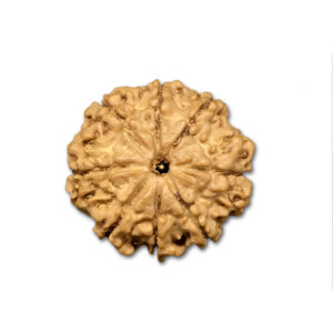 8 Mukhi Nepal Rudraksha|21.79mm|3.11gms