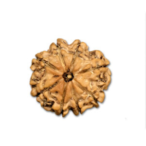 8 Mukhi Nepal Rudraksha|22.35mm|3.17gms