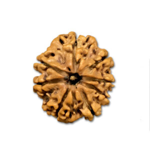 8 Mukhi Nepal Rudraksha|22.02mm|2.67gms
