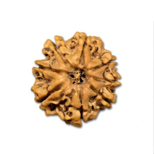 8 Mukhi Nepal Rudraksha|21.53mm|3.00gms
