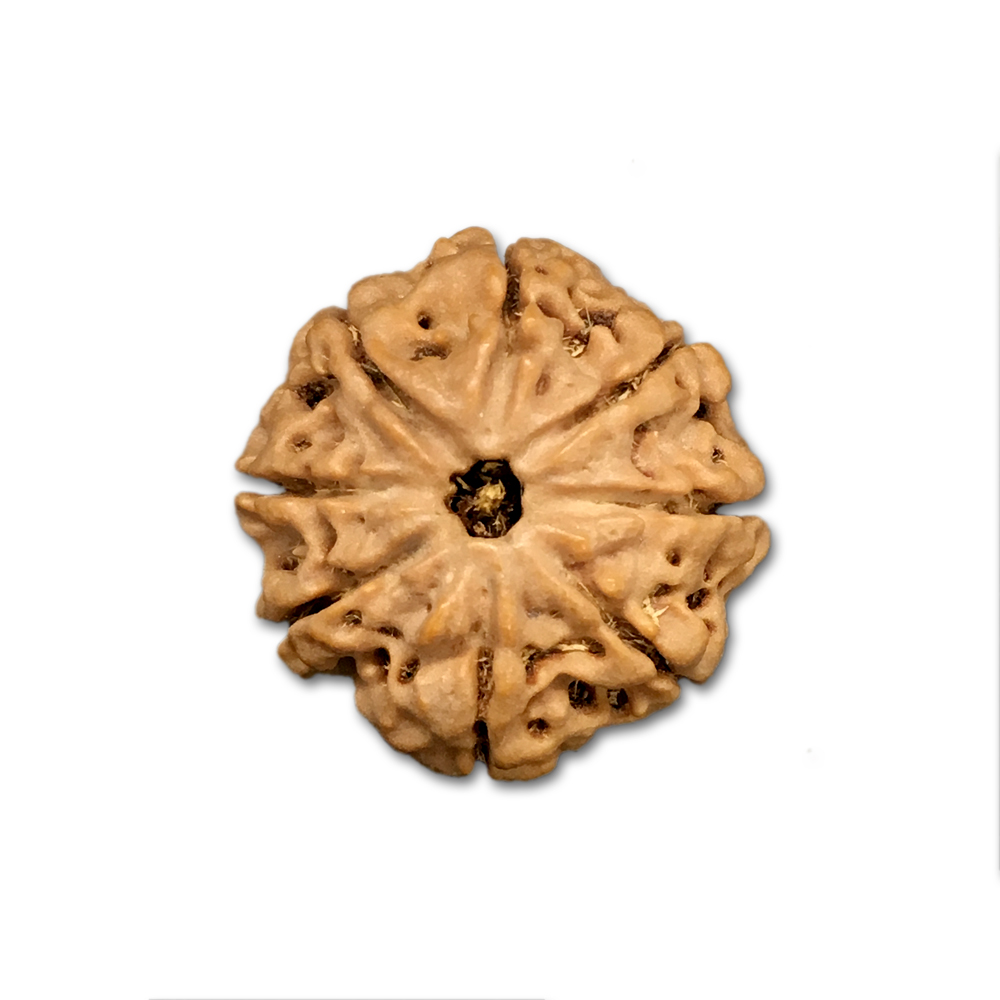 8 Mukhi Nepal Rudraksha|22.71mm|3.64gms