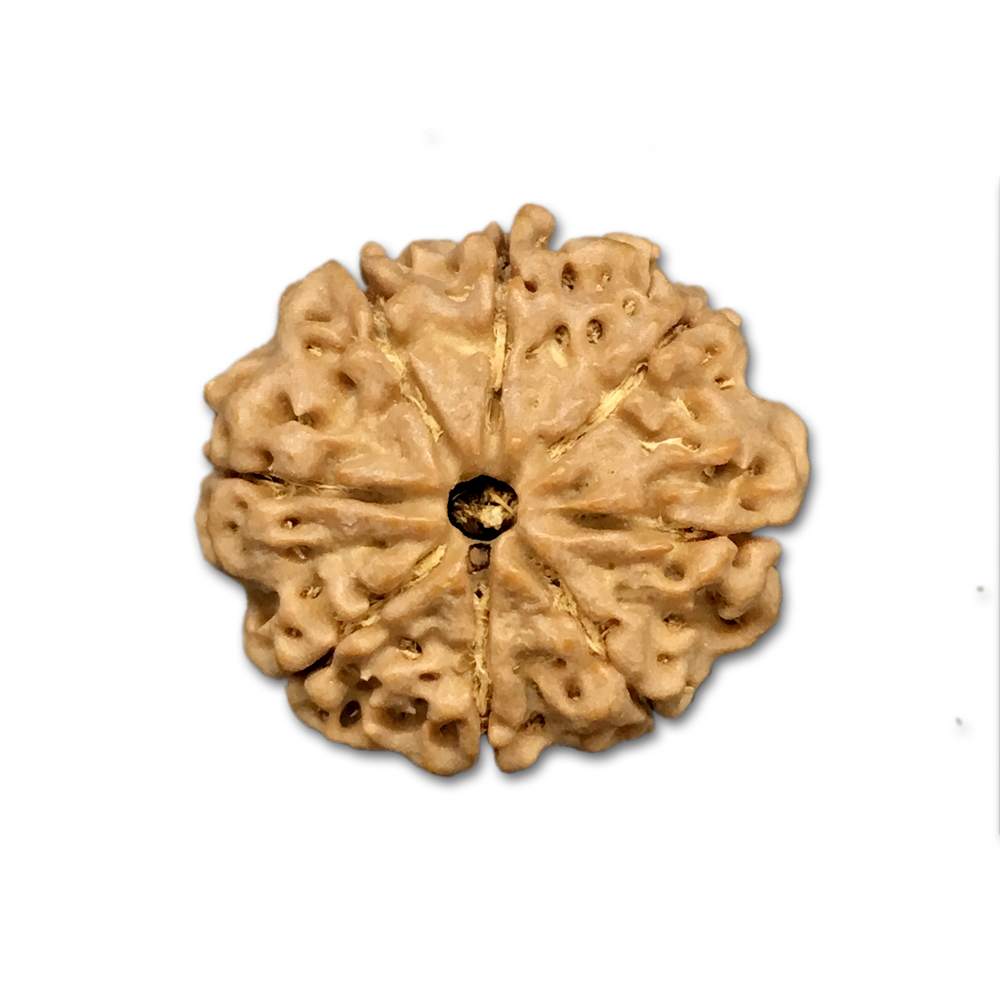 8 Mukhi Nepal Rudraksha|21.60mm|2.69gms