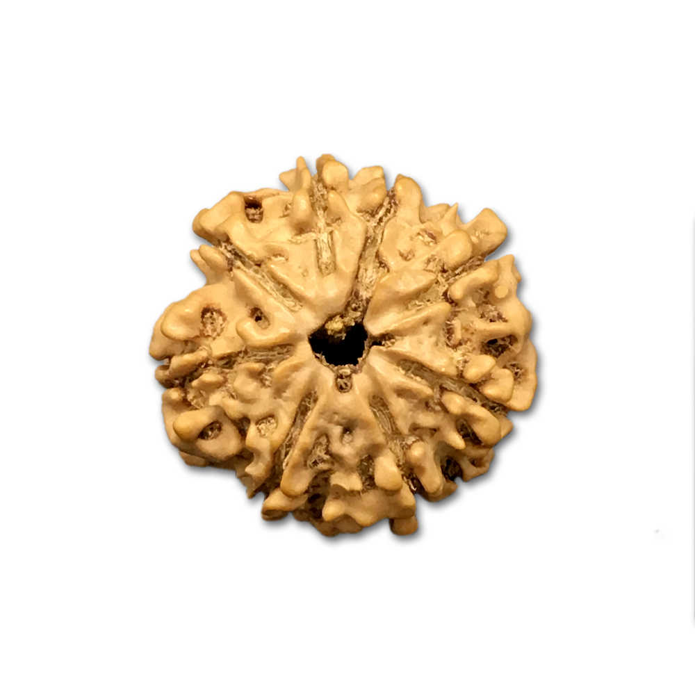 8 Mukhi Nepal Rudraksha|20.21mm|2.30gms