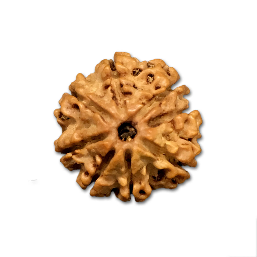 8 Mukhi Nepal Rudraksha|19.24mm|2.32gms