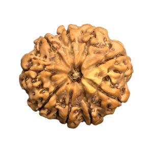 9 Mukhi Nepal Rudraksha|24.80mm|4.80gms