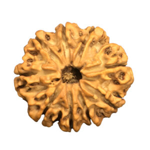 9 Mukhi Nepal Rudraksha|25.20mm|3.70gms