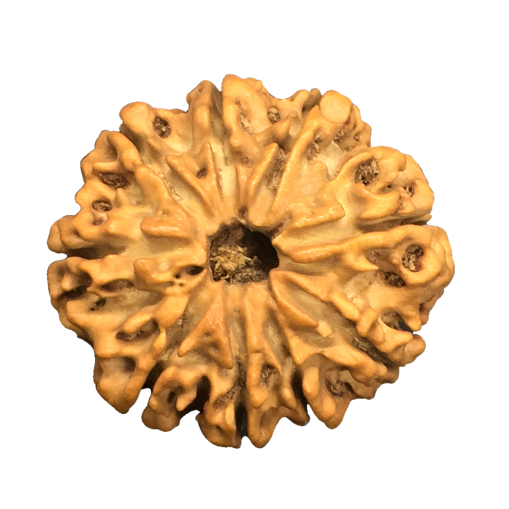 9 Mukhi Nepal Rudraksha|25.20mm|3.70gms