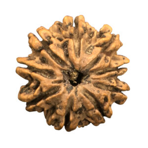 9 Mukhi Nepal Rudraksha|24.57mm|4.42gms