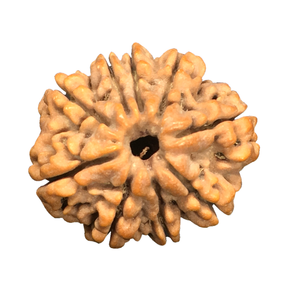 9 Mukhi Nepal Rudraksha|24.72mm|4.80gms