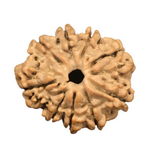 9 Mukhi Nepal Rudraksha|22.62mm|3.22gms