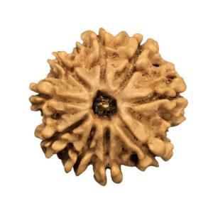 9 Mukhi Nepal Rudraksha|22.03mm|3.00gms