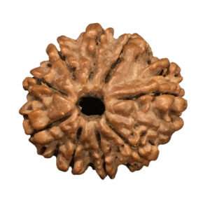 9 Mukhi Nepal Rudraksha|22.68mm|3.01gms