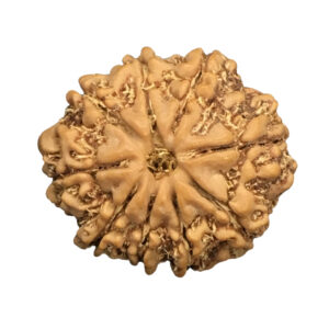 9 Mukhi Nepal Rudraksha|22.21mm|3.00gms