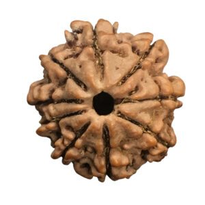 9 Mukhi Nepal Rudraksha|22.50mm|2.42gms