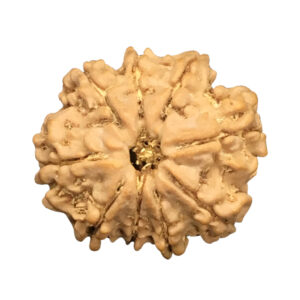 9 Mukhi Nepal Rudraksha|21.27mm|2.89gms